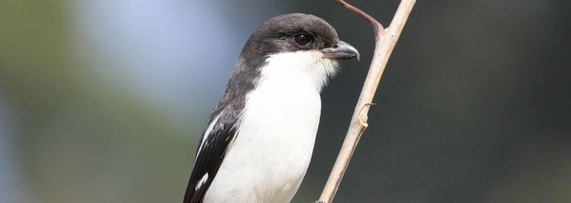 Southern Fiscal