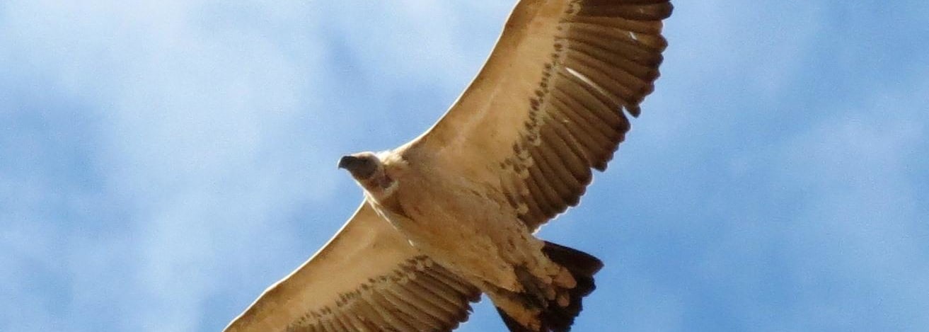 Cape Vulture
