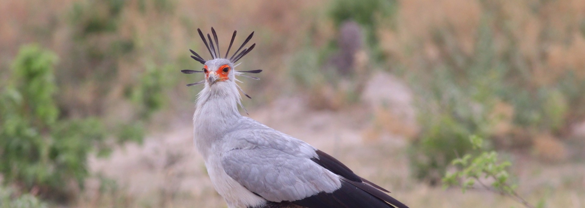 Secretarybird