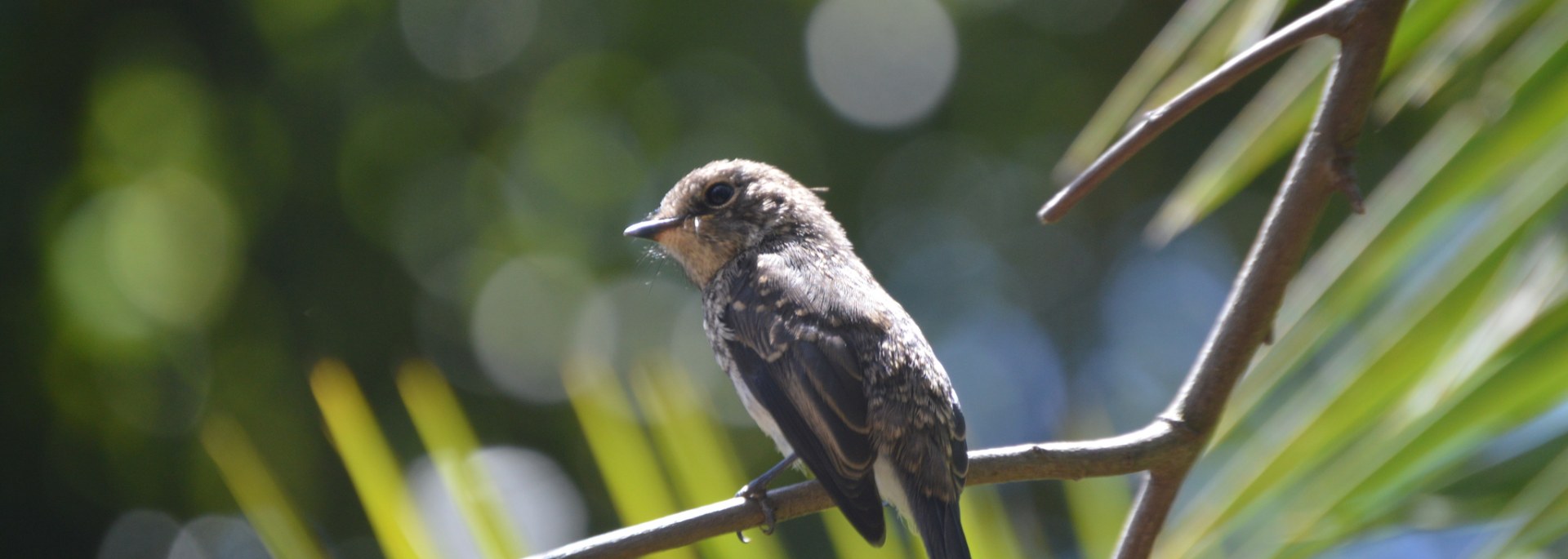 African Dusky Flycatcher