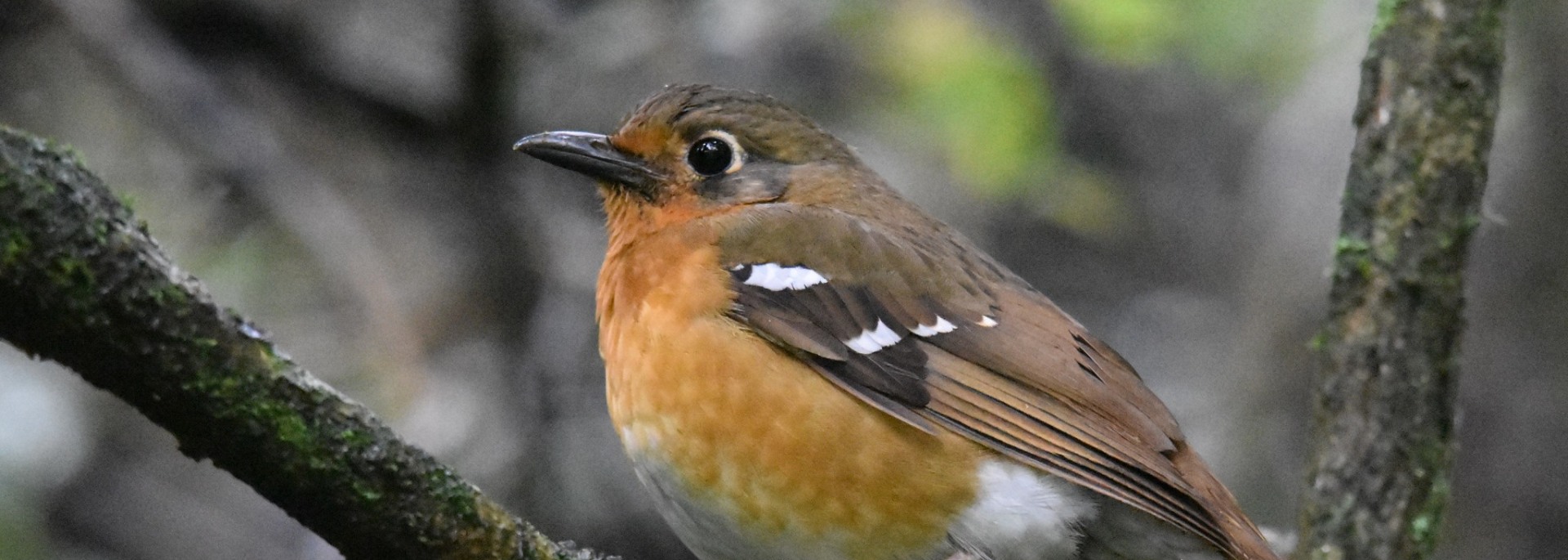 Orange Ground Thrush