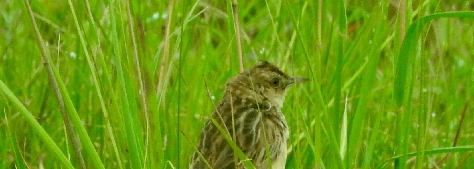 Cloud Cisticola