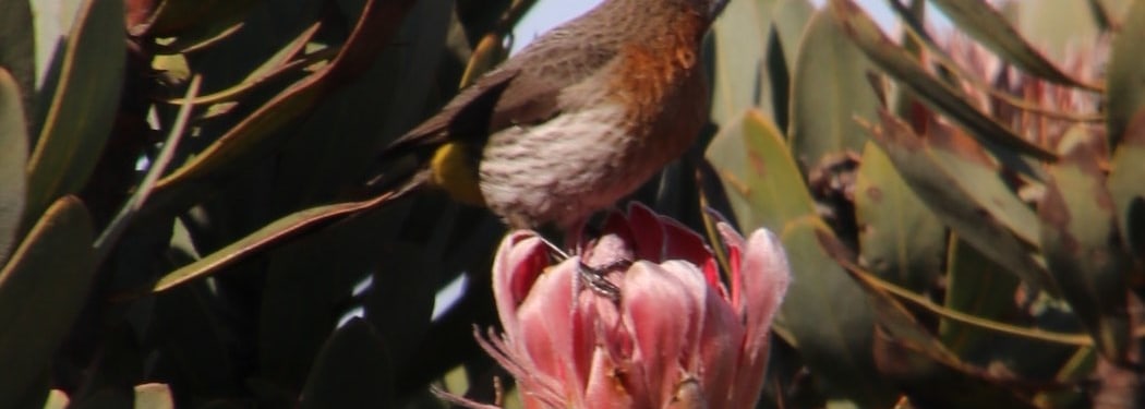 Gurney's Sugarbird
