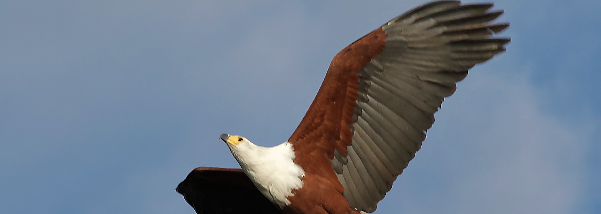 African Fish Eagle