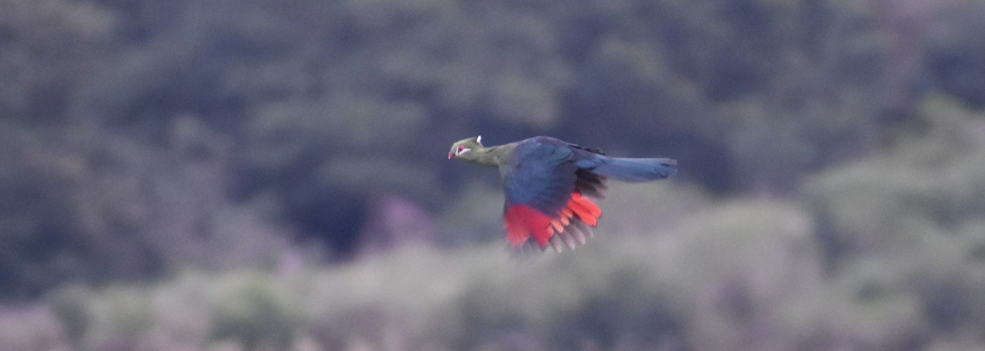 Knysna Turaco