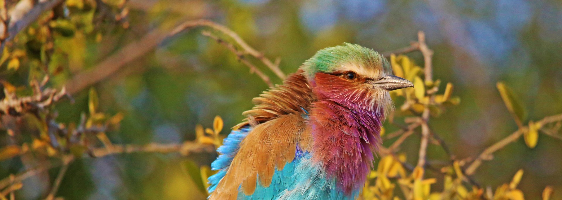Lilac-breasted Roller
