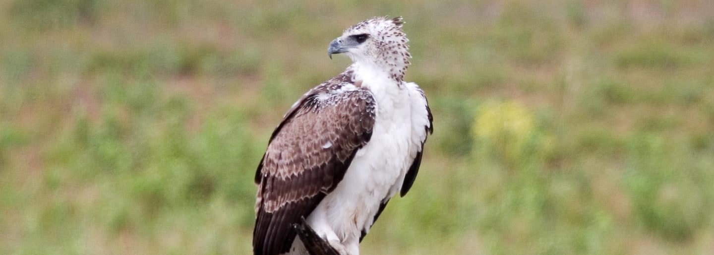 Martial Eagle