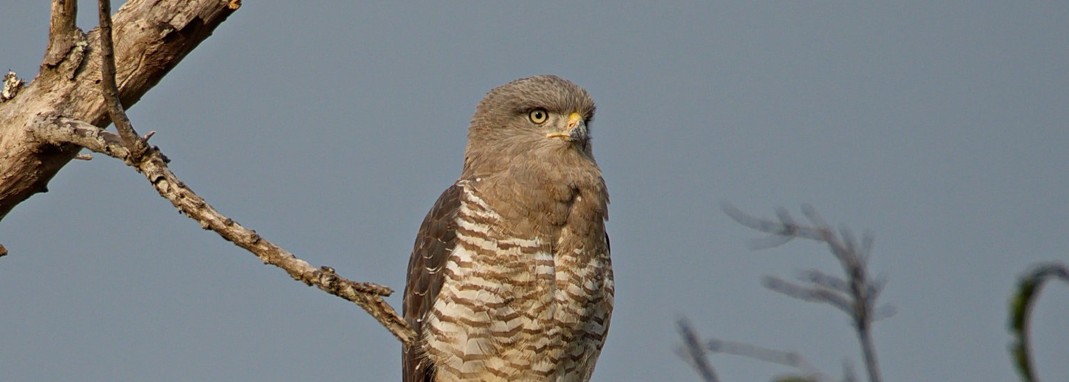 Southern Banded Snake Eagle