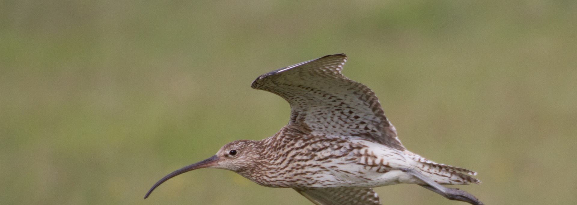 Eurasian Curlew