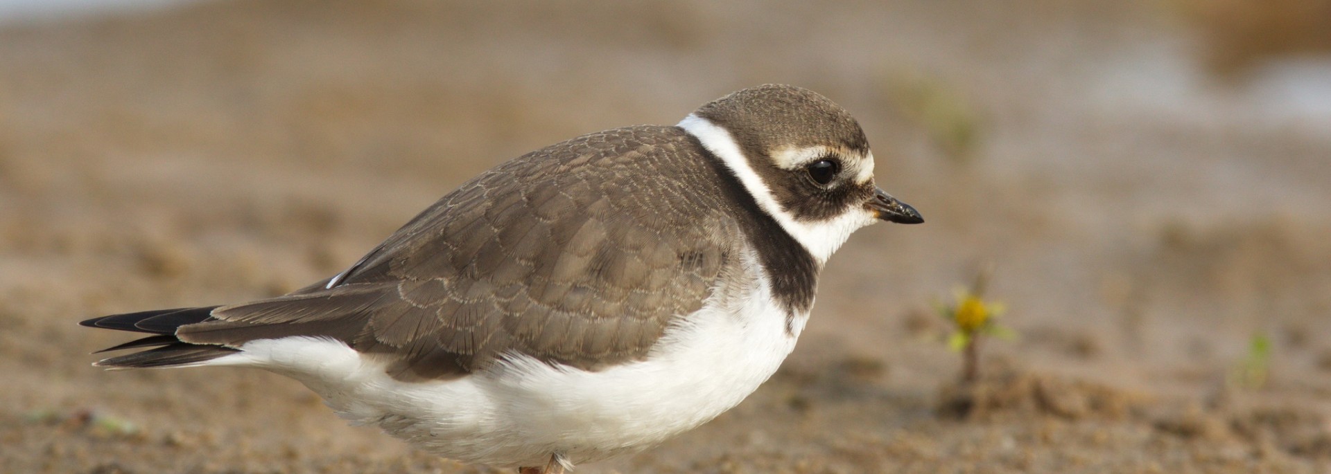 Common Ringed Plover
