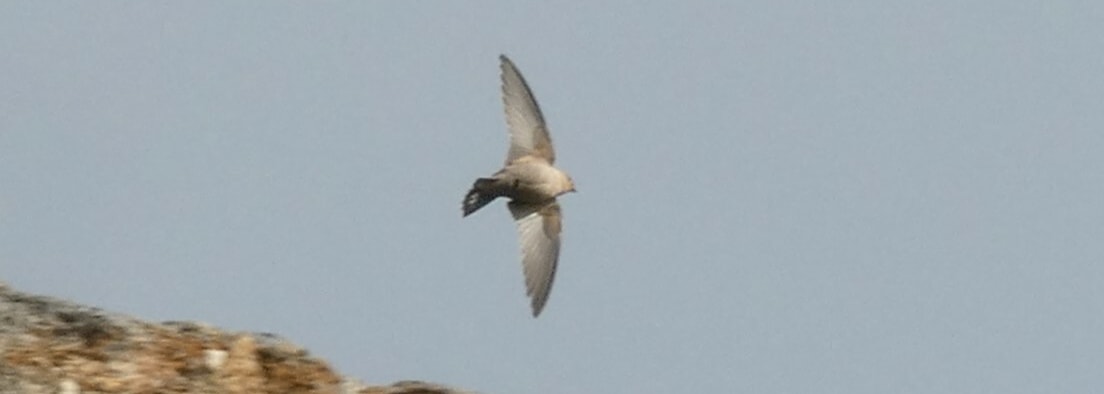Rock Martin