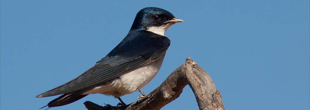 Pearl-breasted Swallow