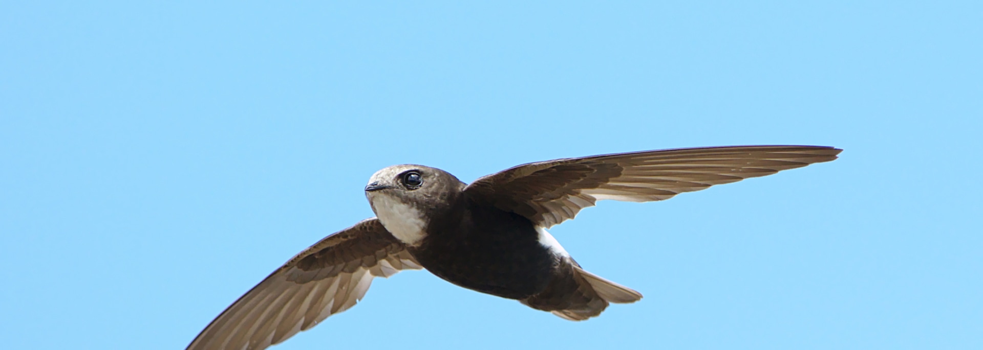 Little Swift