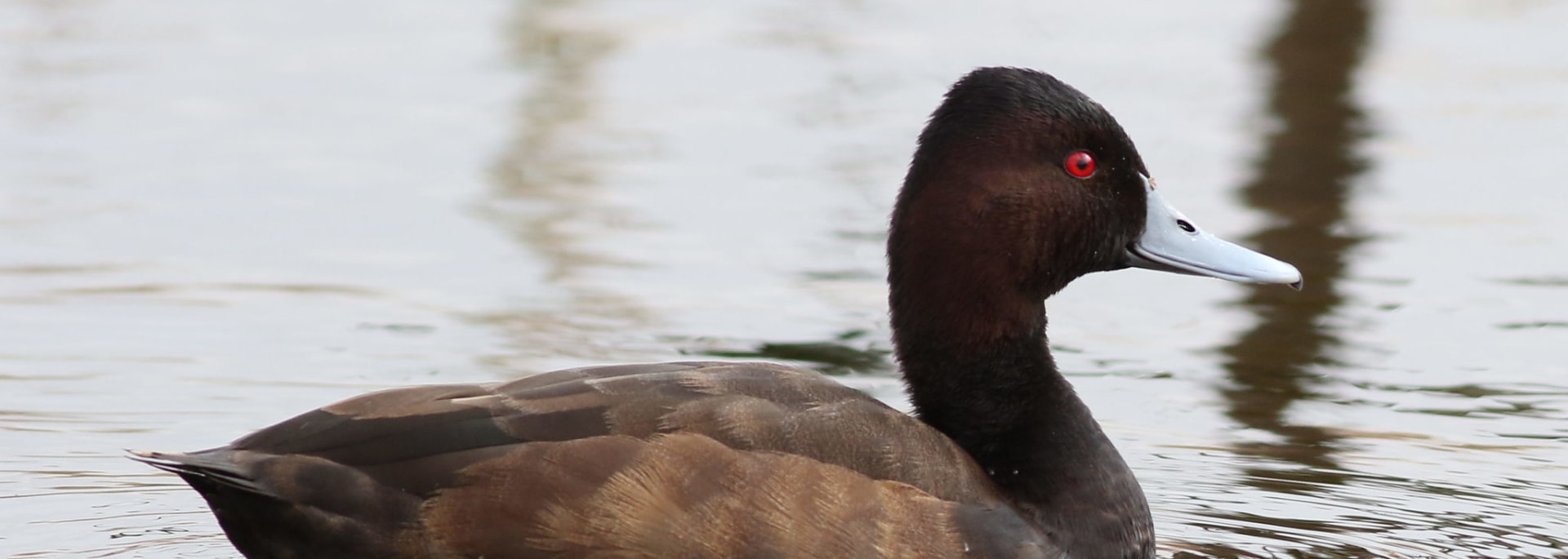 Southern Pochard