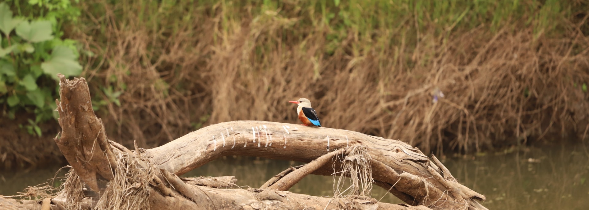 Grey-headed Kingfisher