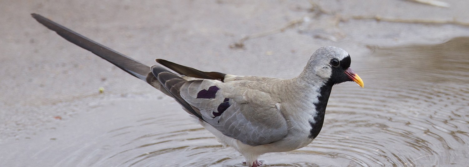 Namaqua Dove