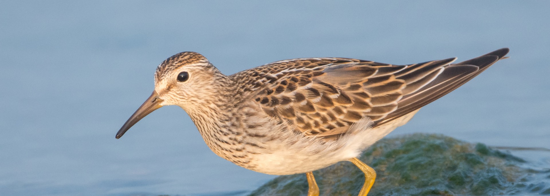 Pectoral Sandpiper