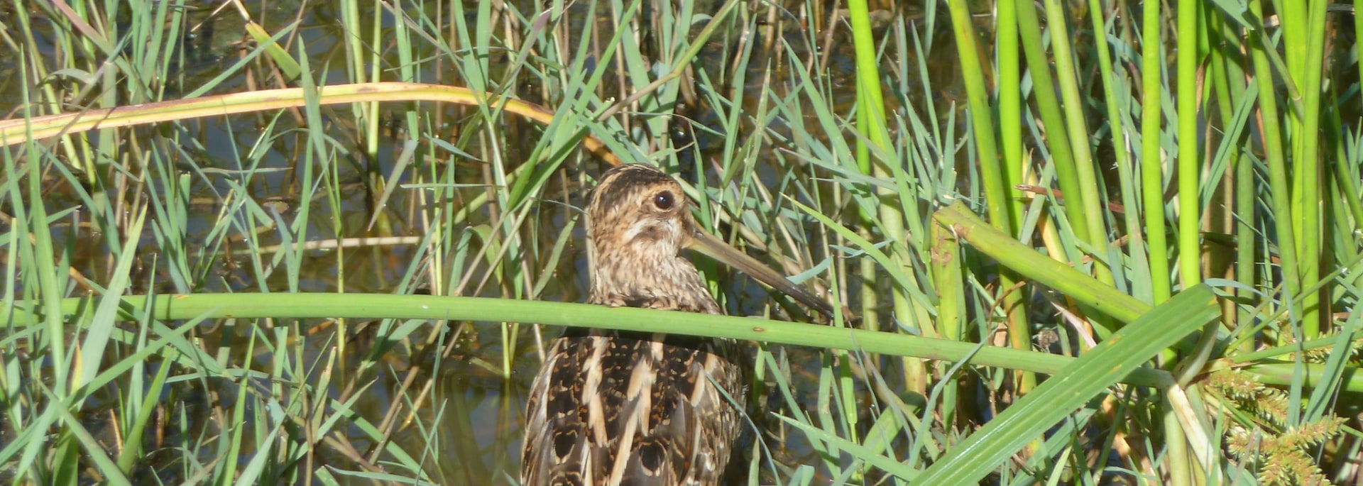African Snipe