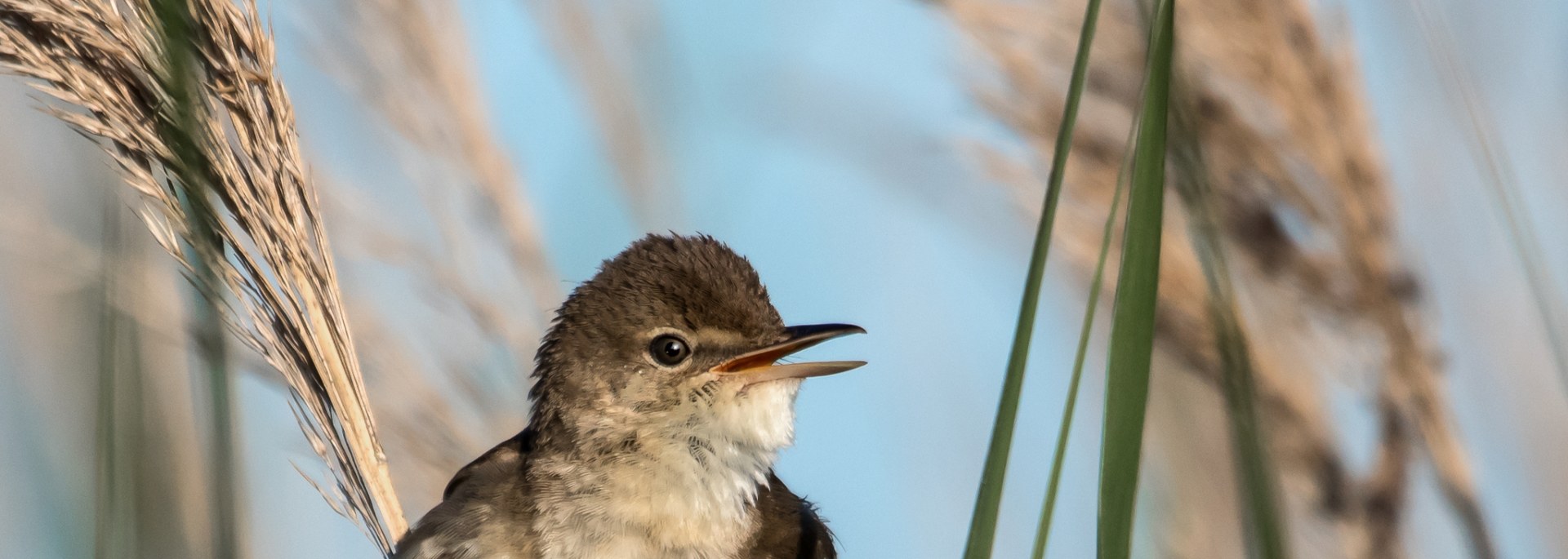African Reed Warbler