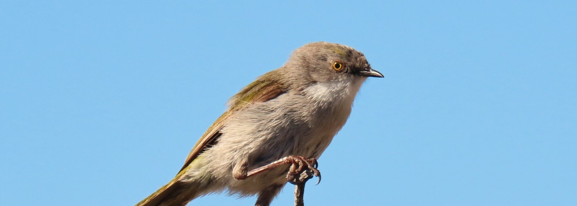 Karoo Eremomela
