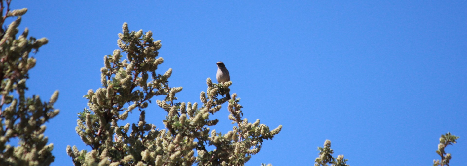Streaky-headed Seedeater