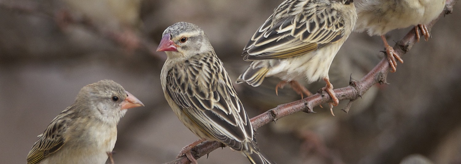 Red-billed Quelea