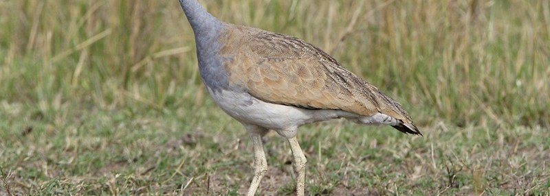 White-bellied Korhaan