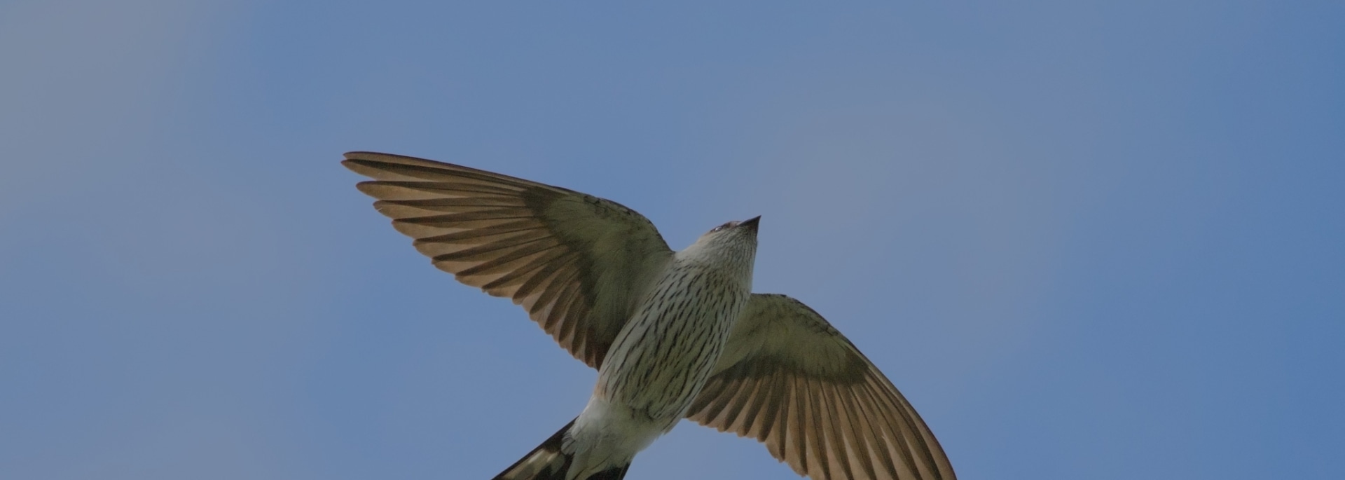 Greater Striped Swallow