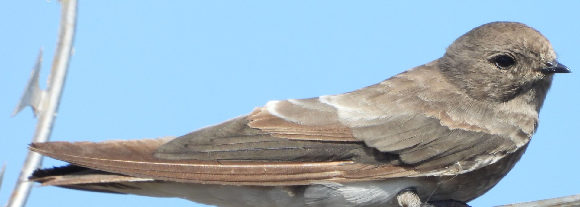 Brown-throated Martin