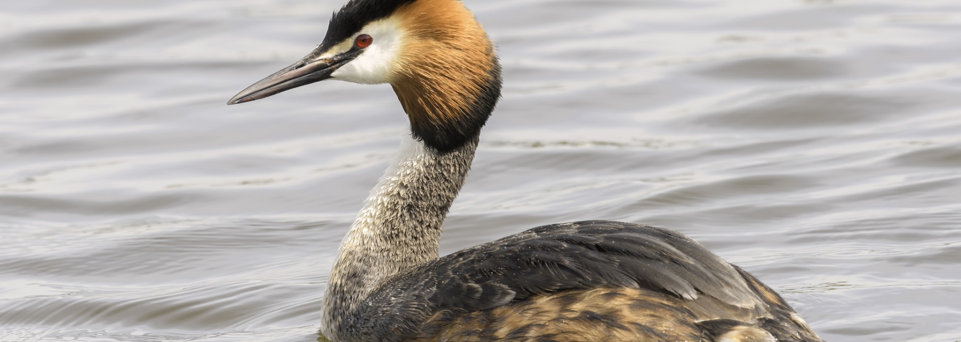 Great Crested Grebe