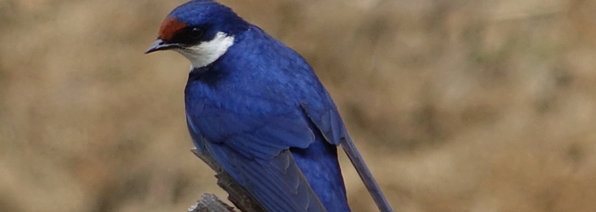 White-throated Swallow