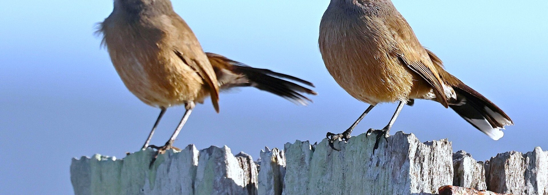 Karoo Scrub Robin
