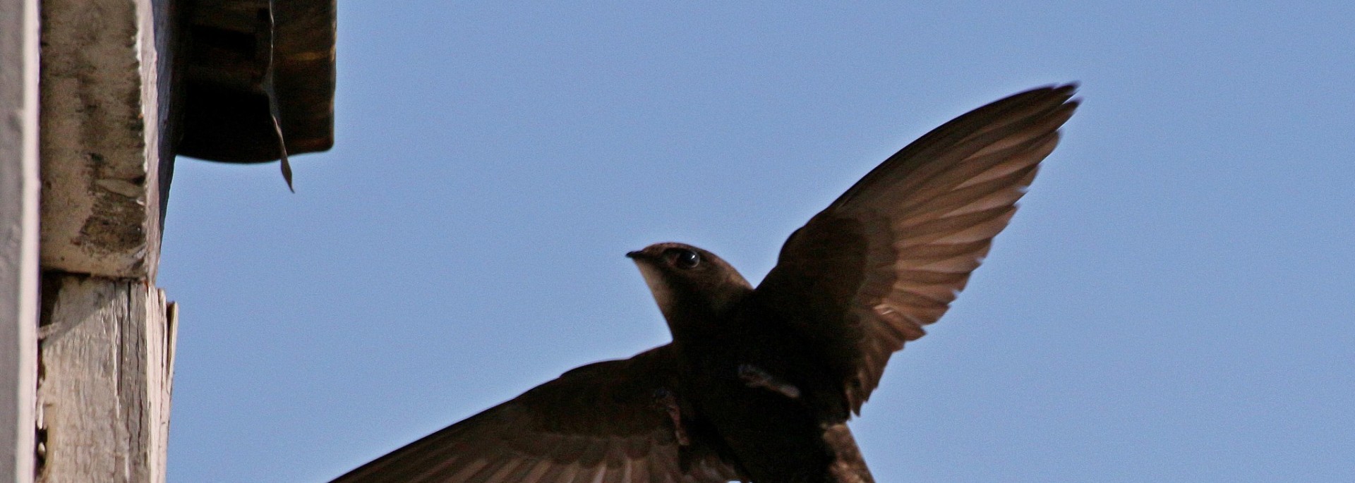 Common Swift