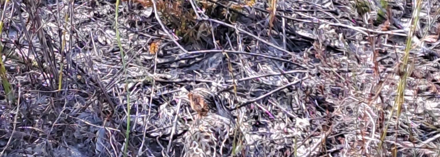 Fynbos Buttonquail