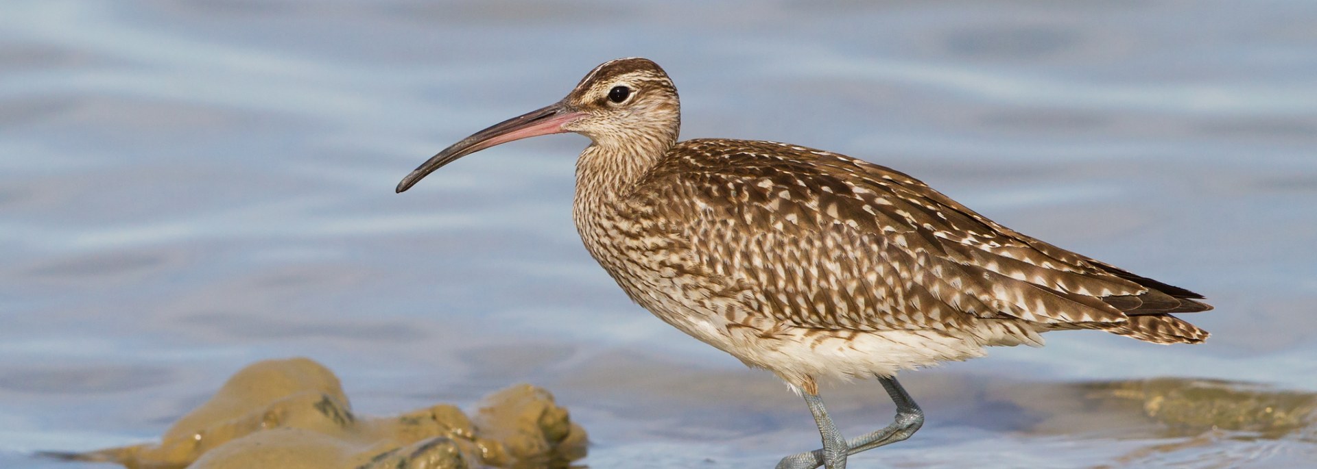 Eurasian Whimbrel