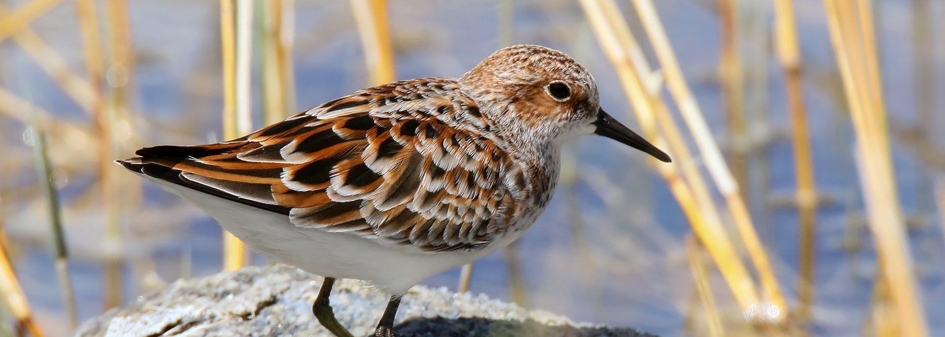 Little Stint