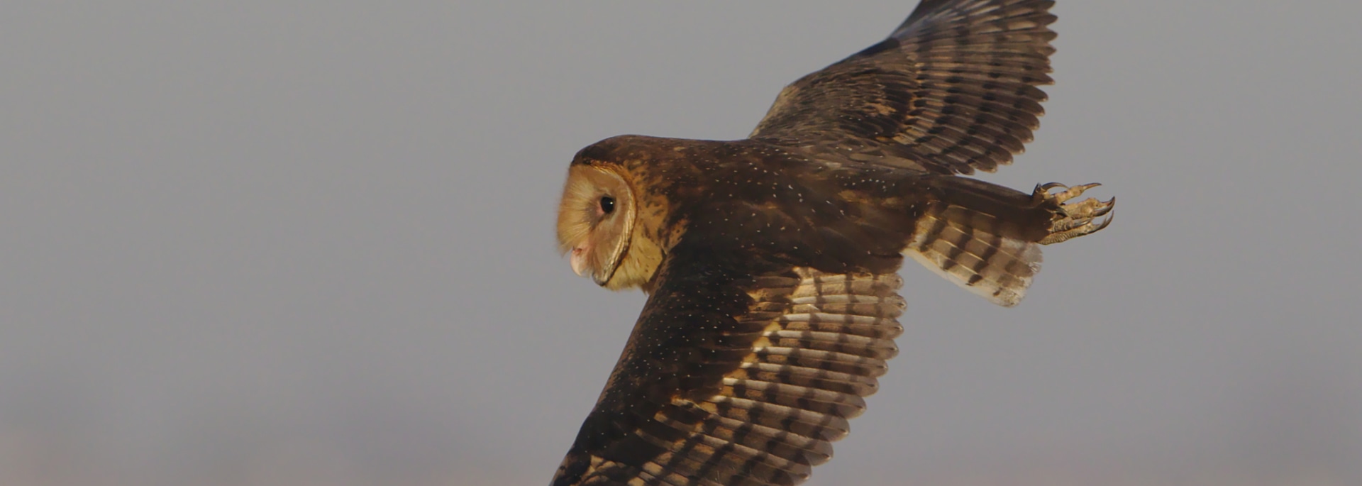 African Grass Owl