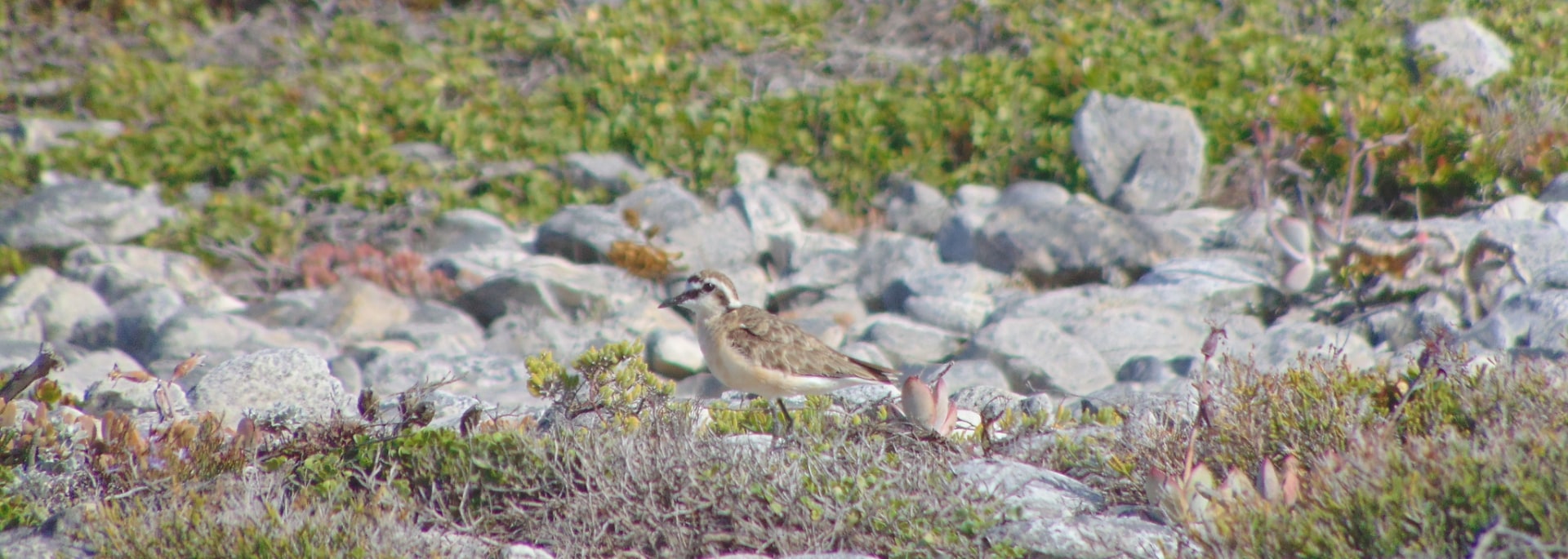 Kittlitz's Plover