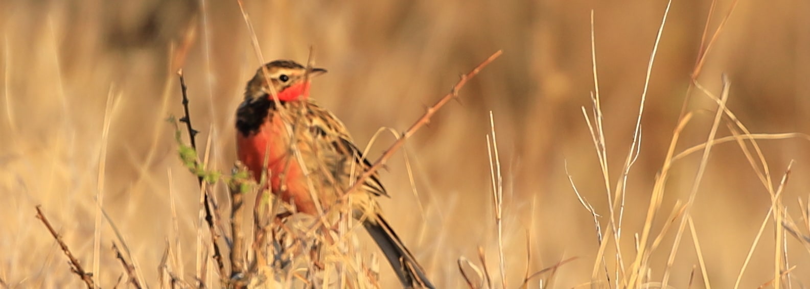 Rosy-throated Longclaw
