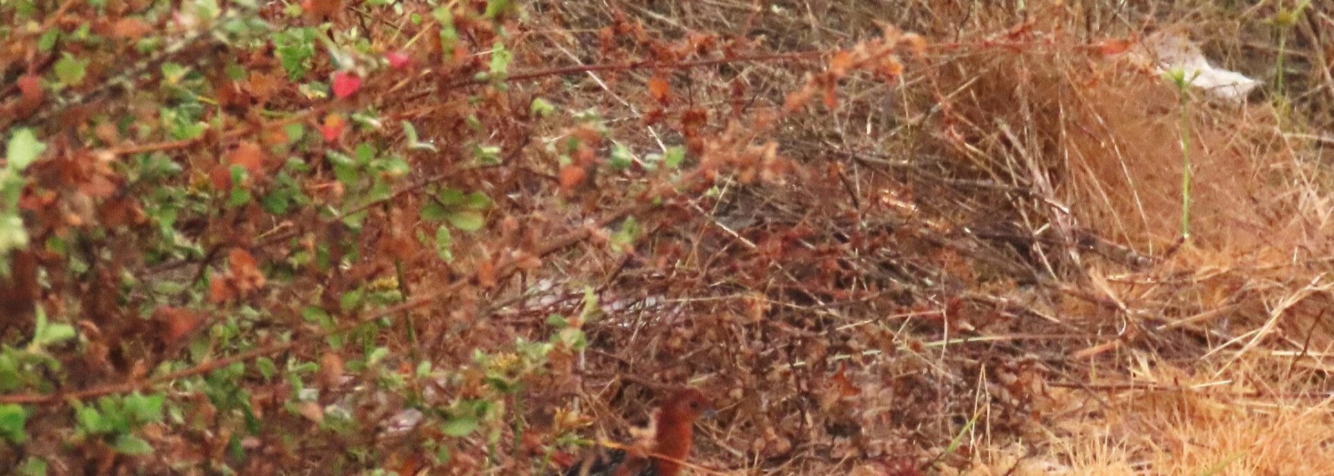 Red-chested Flufftail