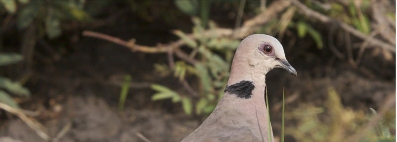 Red-eyed Dove