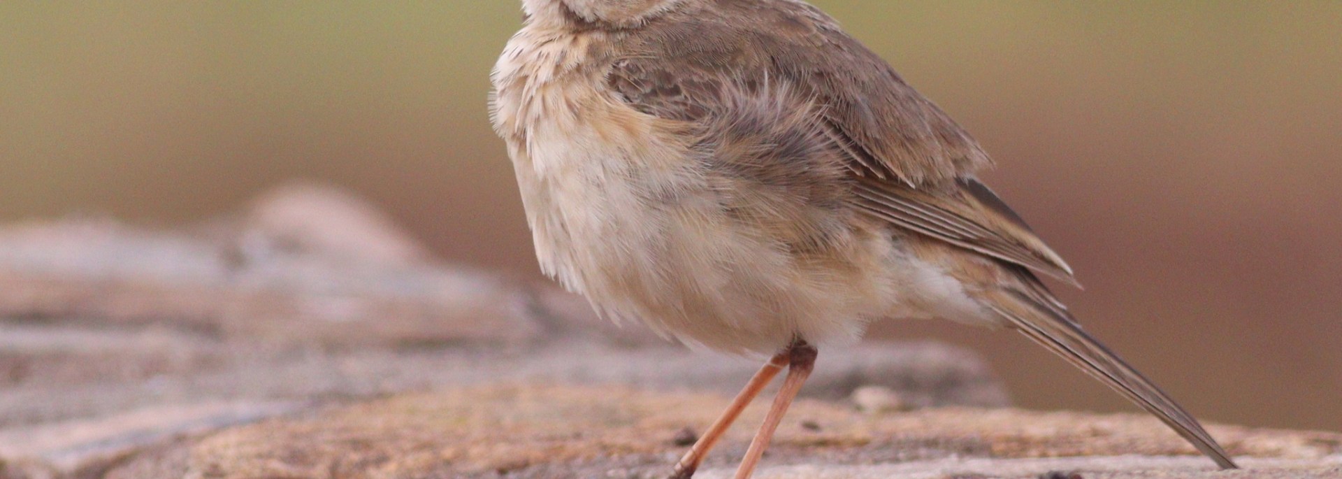Plain-backed Pipit