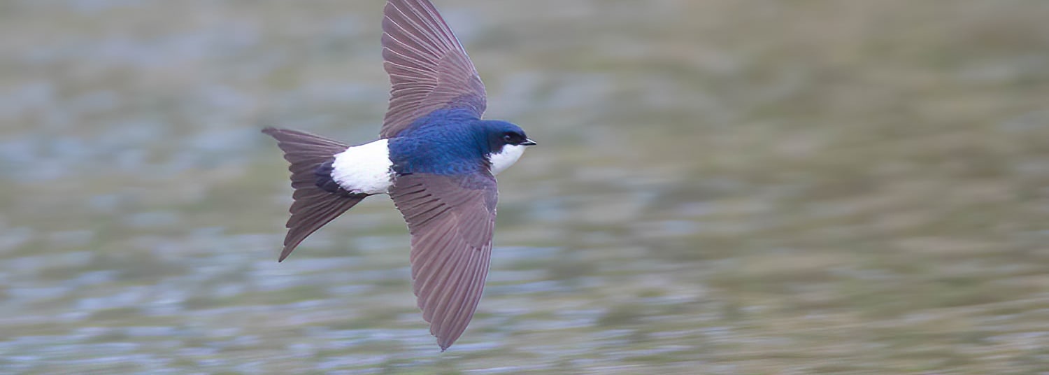 Common House Martin