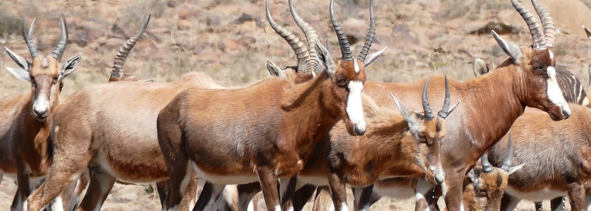 Blesbok