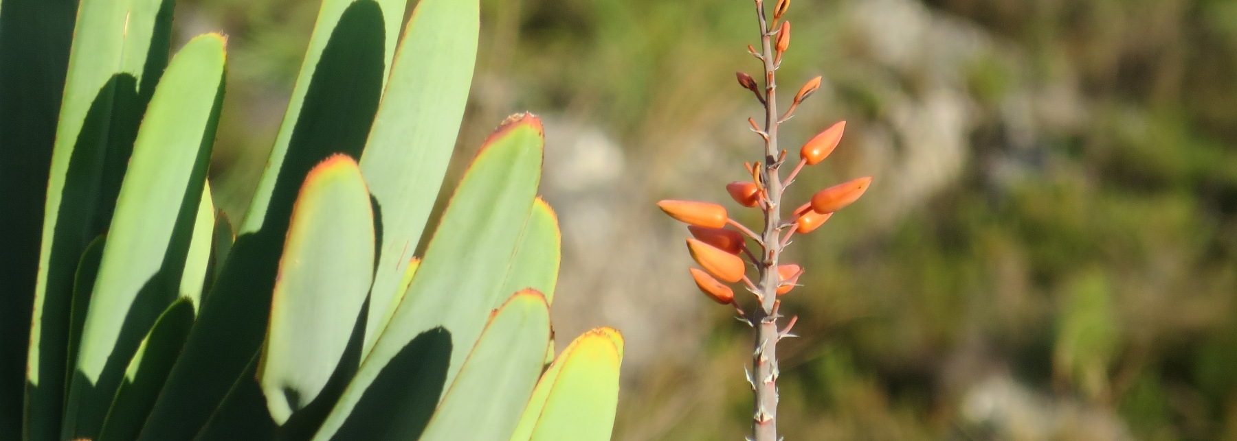 Fan Aloe