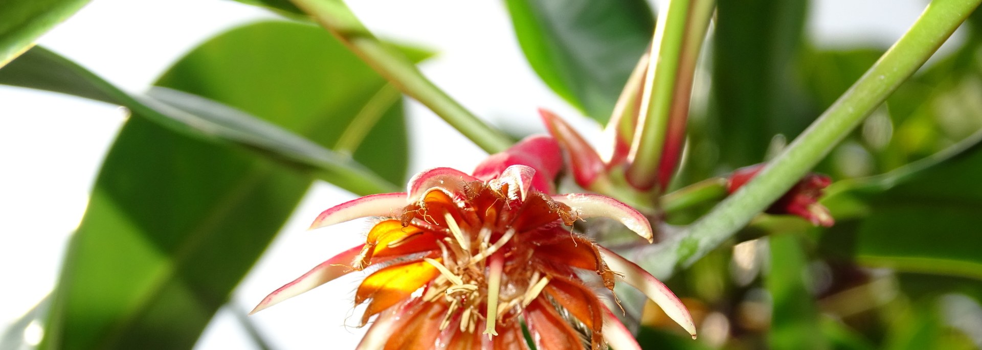 Black Mangrove