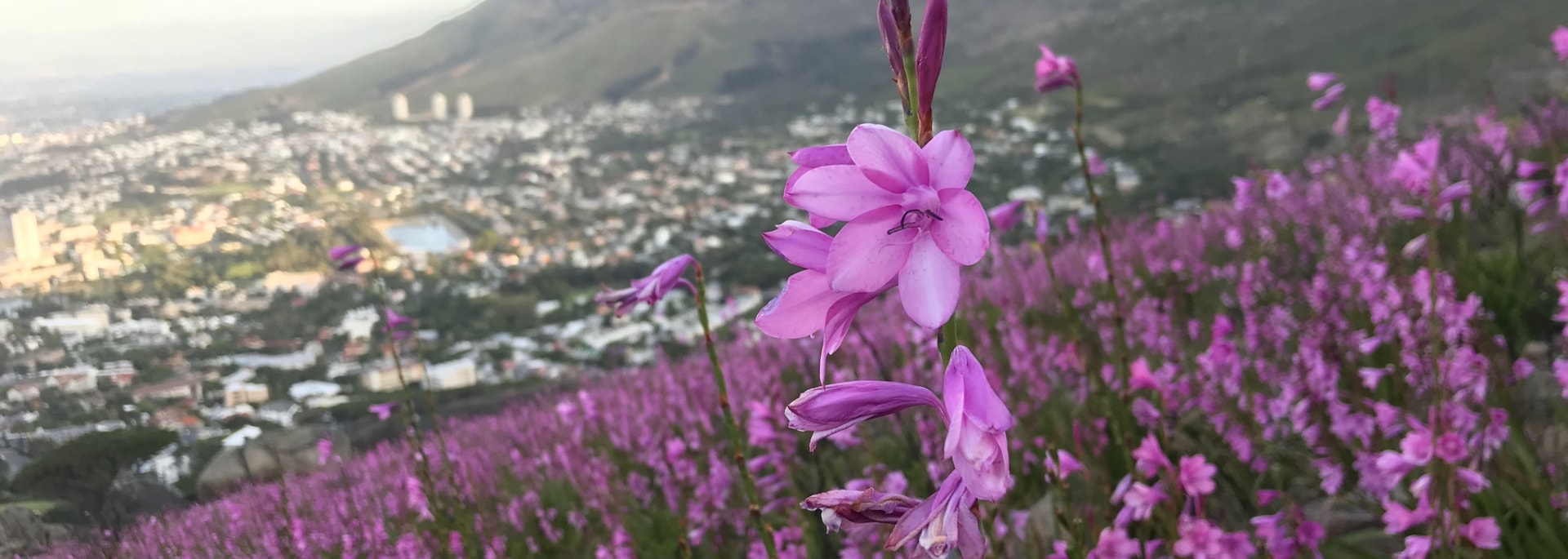 Cape Watsonia