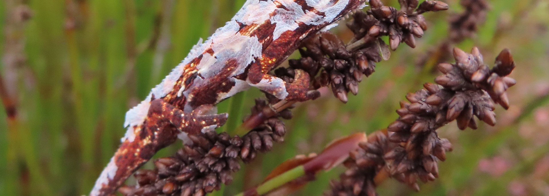Cape Dwarf Chameleon