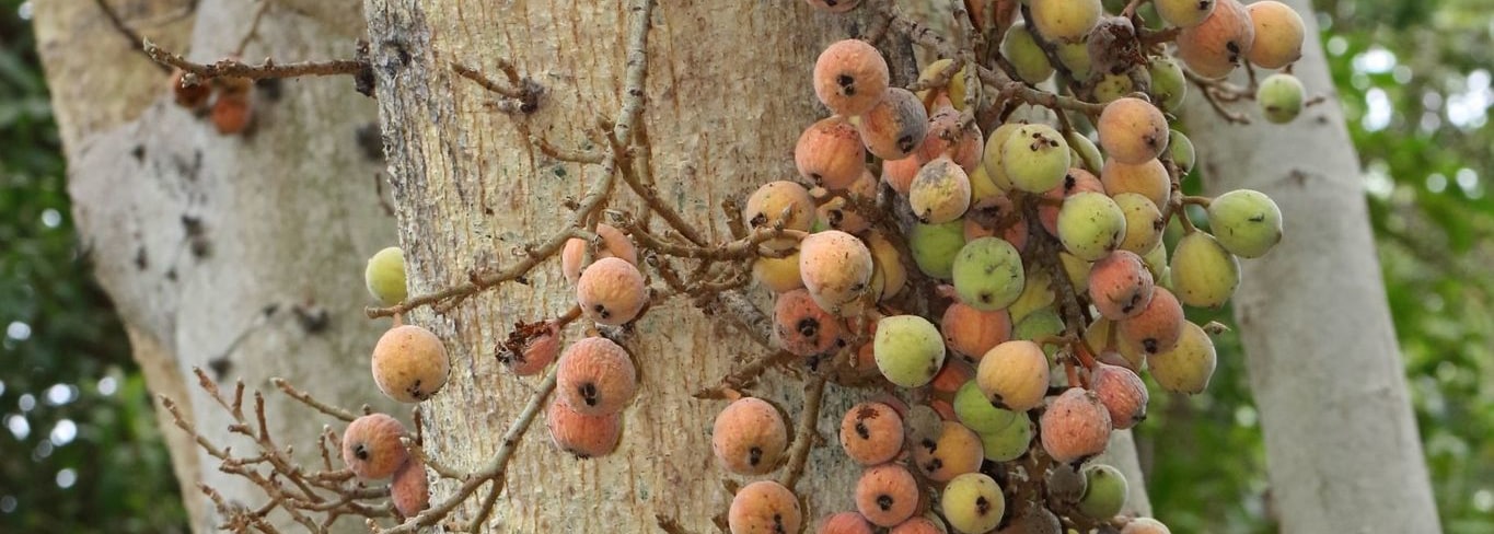 Sycamore Fig