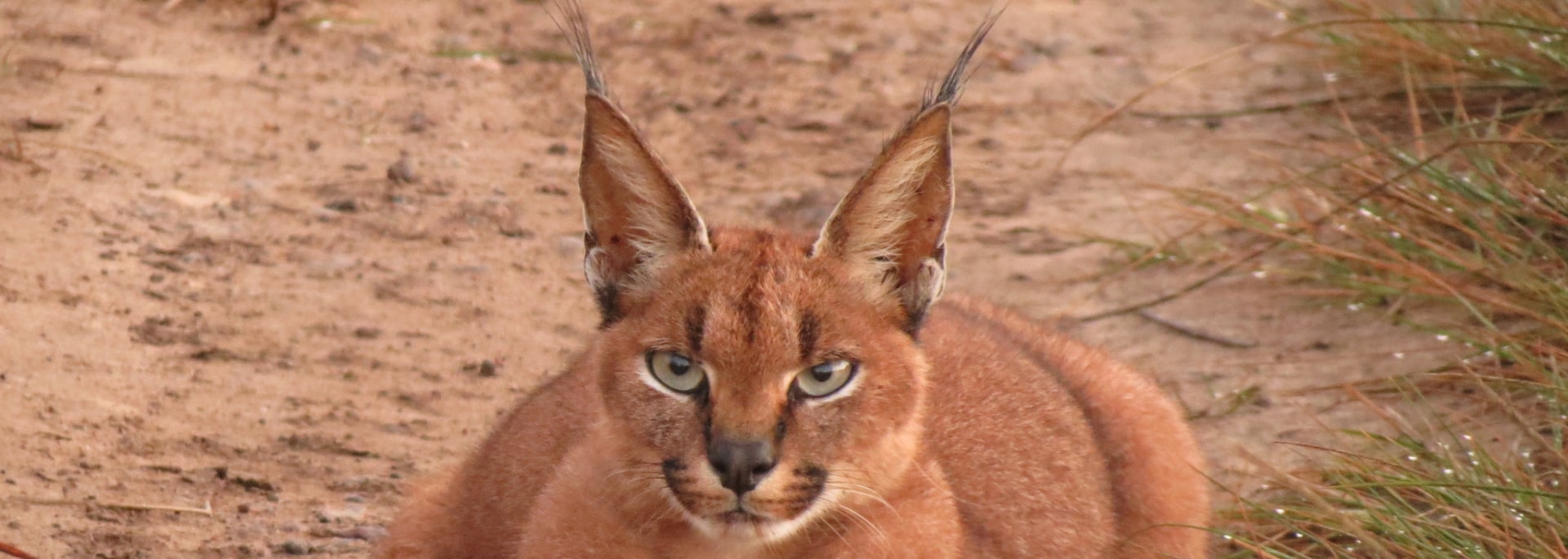 Caracal